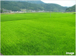 田