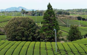 地図記号 茶畑