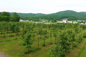 地図記号 果樹園
