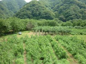 地図記号 桑畑