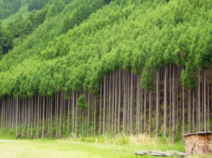 針葉樹林 地図記号の由来 意味