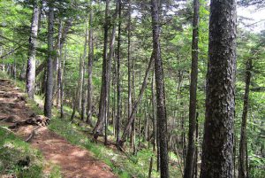 針葉樹林 地図記号の由来 意味