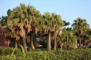 地図記号 ヤシ科樹林