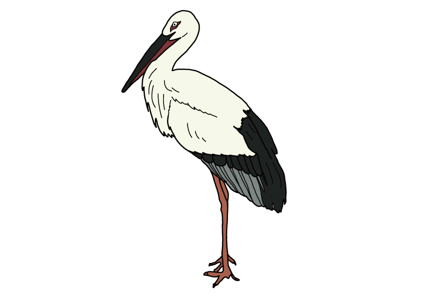 兵庫県の県鳥-コウノトリ