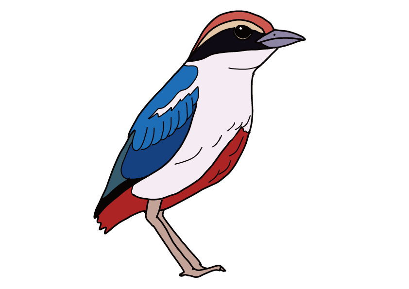 高知県の県鳥-ヤイロチョウ