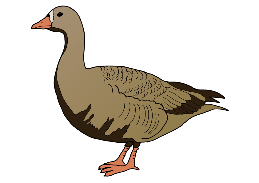 宮城県の県鳥-ガン