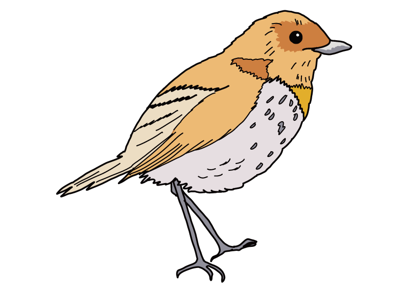奈良県の県鳥-コマドリ