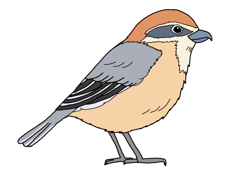 大阪府の県鳥-モズ