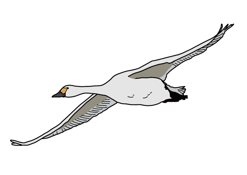 島根県の県鳥-ハクチョウ