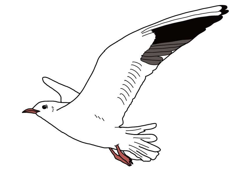 東京都の県鳥-ユリカモメ