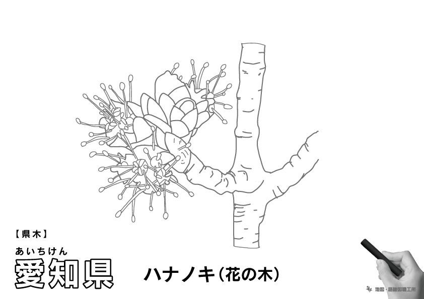 県木 愛知県 ハナノキ(花の木)のイラスト・ぬりえ