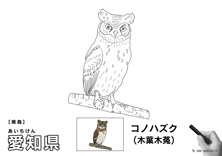 県鳥 愛知県 コノハズク(木葉木菟)のイラスト・ぬりえ