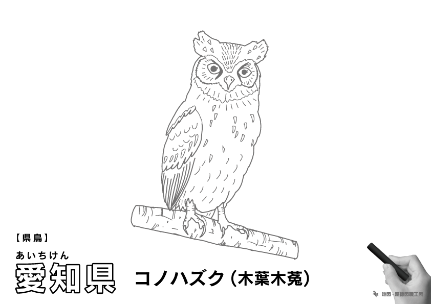 県鳥 愛知県 コノハズク(木葉木菟)のイラスト・ぬりえ