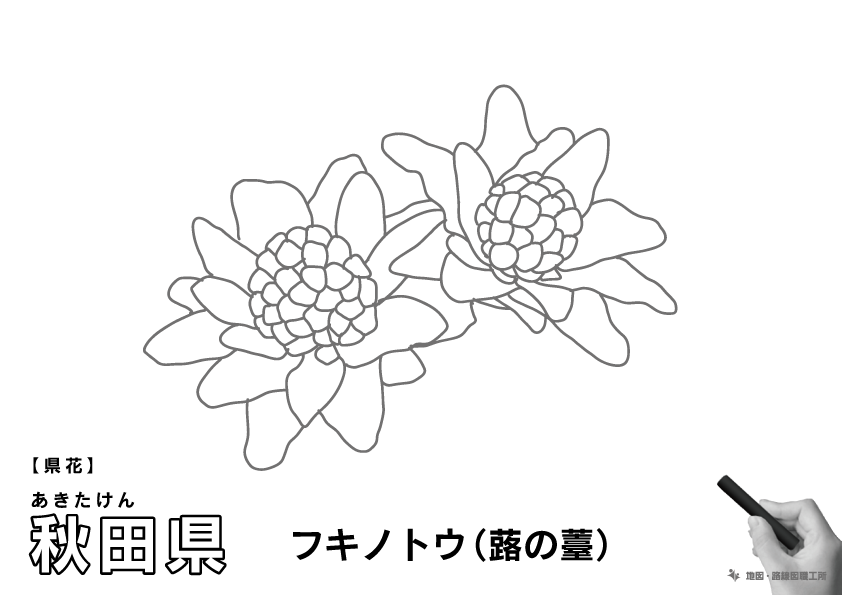 県花 秋田県 フキノトウ(蕗の薹)のイラスト・ぬりえ