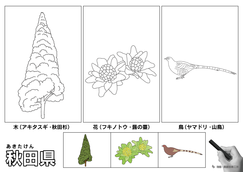 秋田県 県木 県花 県鳥 のイラスト・ぬりえ