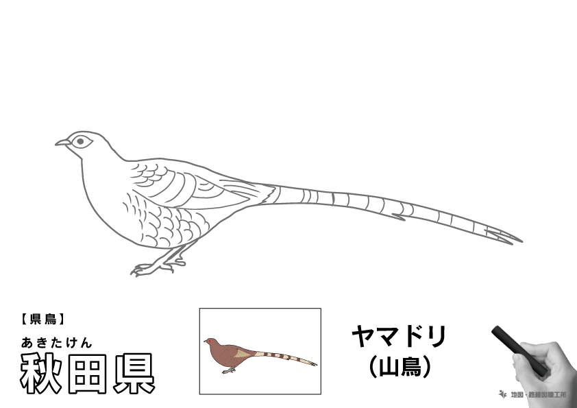 県鳥 秋田県 ヤマドリ(山鳥)のイラスト・ぬりえ