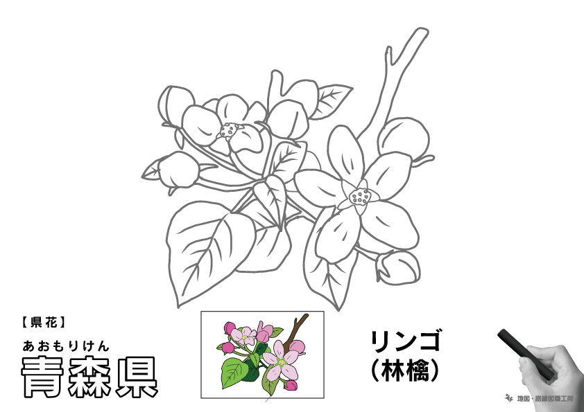 県花 青森県 リンゴ(林檎)のイラスト・ぬりえ