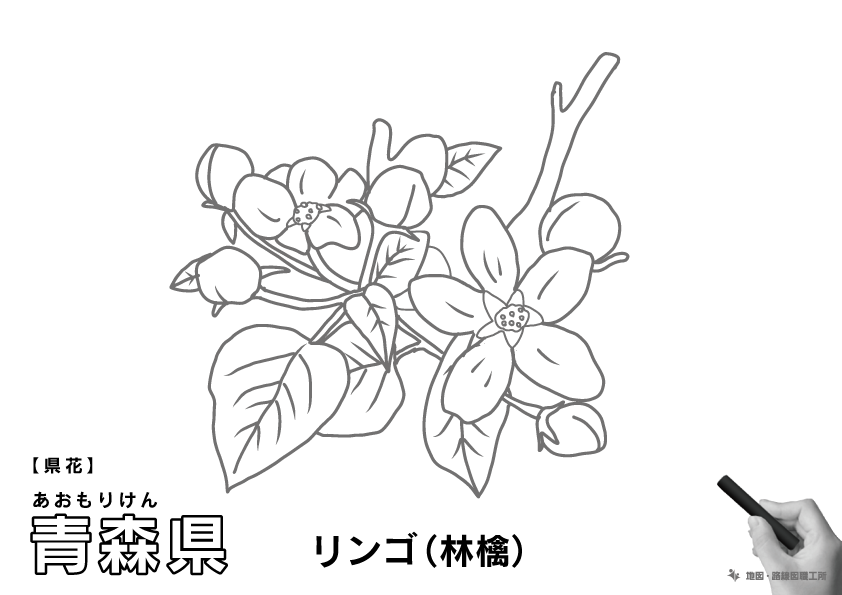県花 青森県 リンゴ(林檎)のイラスト・ぬりえ