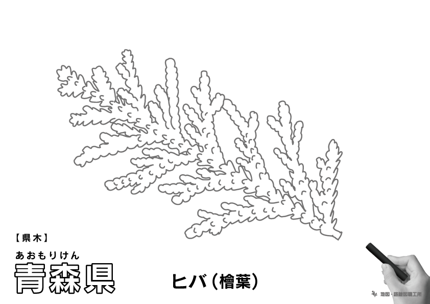 県木 青森県 ヒバ(檜葉)のイラスト・ぬりえ