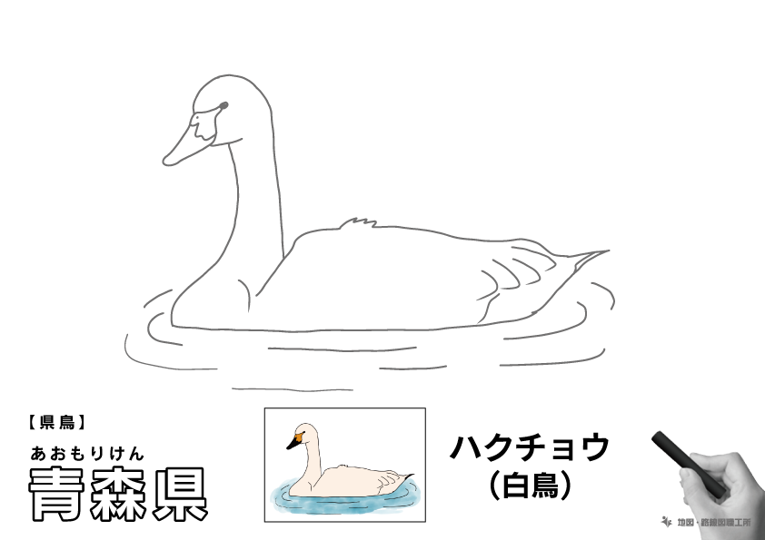 県鳥 青森県 ハクチョウ(白鳥)のイラスト・ぬりえ