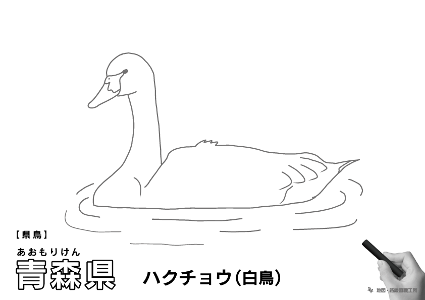 県鳥 青森県 ハクチョウ(白鳥)のイラスト・ぬりえ