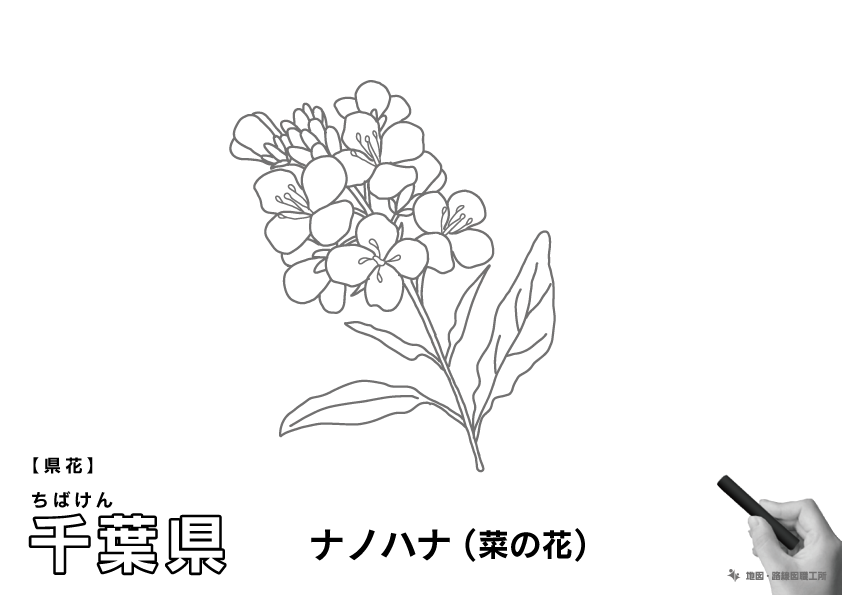 県花 千葉県 ナノハナ(菜の花)のイラスト・ぬりえ