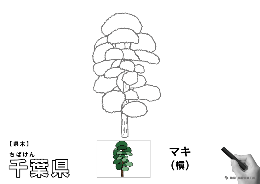 県木 千葉県 マキ(槇)のイラスト・ぬりえ