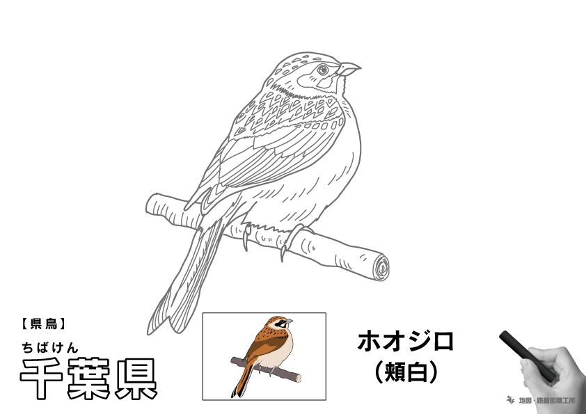 県鳥 千葉県 ホオジロ(頬白)のイラスト・ぬりえ