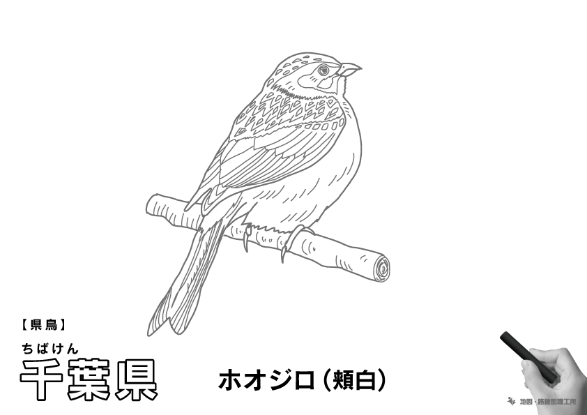 県鳥 千葉県 ホオジロ(頬白)のイラスト・ぬりえ