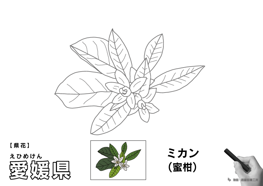県花 愛媛県 ミカン(蜜柑)のイラスト・ぬりえ