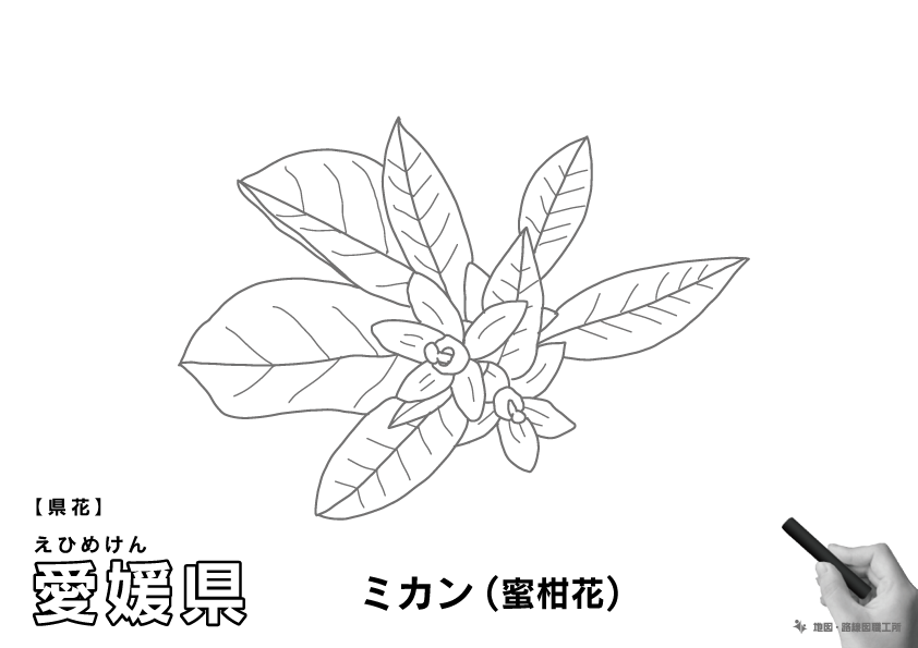 県花 愛媛県 ミカン(蜜柑)のイラスト・ぬりえ