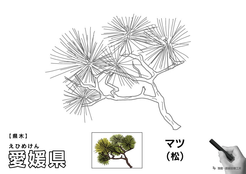 県木 愛媛県 マツ(松)のイラスト・ぬりえ