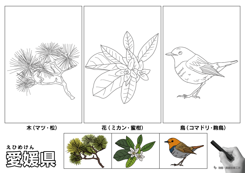 愛媛県 県木 県花 県鳥 のイラスト・ぬりえ