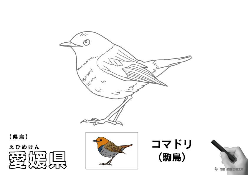 県鳥 愛媛県 コマドリ(駒鳥)のイラスト・ぬりえ