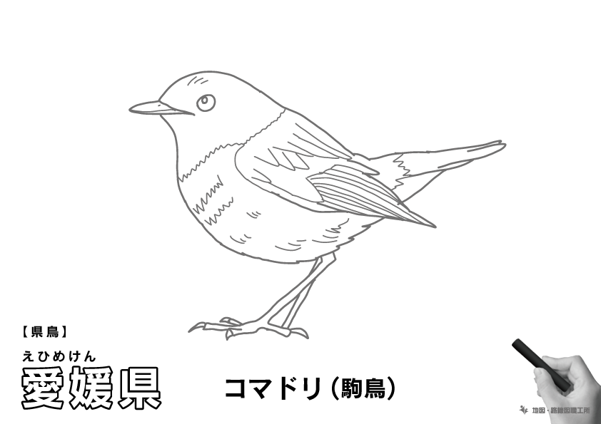 県鳥 愛媛県 コマドリ(駒鳥)のイラスト・ぬりえ