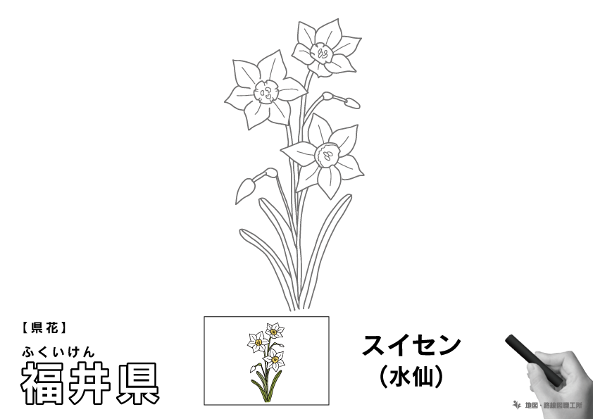 県花 福井県 スイセン(水仙)のイラスト・ぬりえ