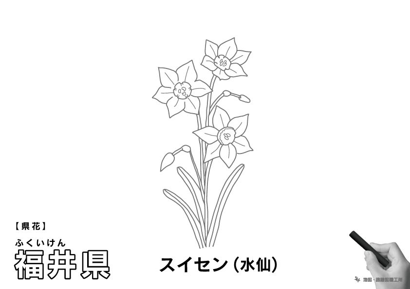 県花 福井県 スイセン(水仙)のイラスト・ぬりえ