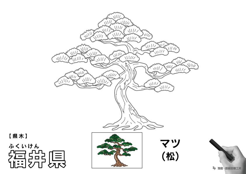 県木 福井県 マツ(松)のイラスト・ぬりえ