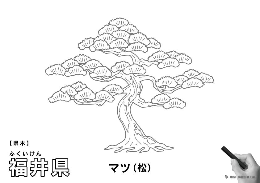 県木 福井県 マツ(松)のイラスト・ぬりえ