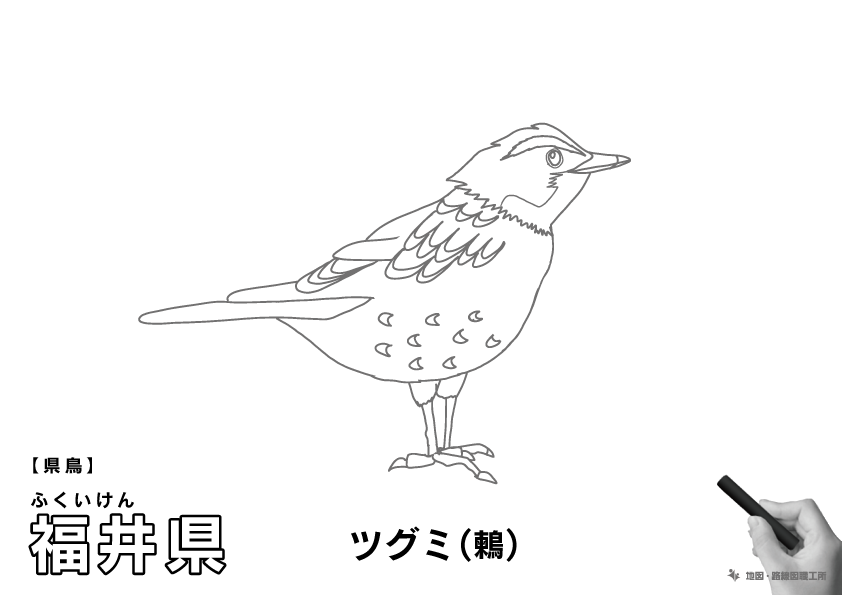 県鳥 福井県 ツグミ(鶫)のイラスト・ぬりえ