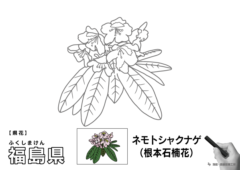 県花 福島県 ネモトシャクナゲ(根本石楠花)のイラスト・ぬりえ