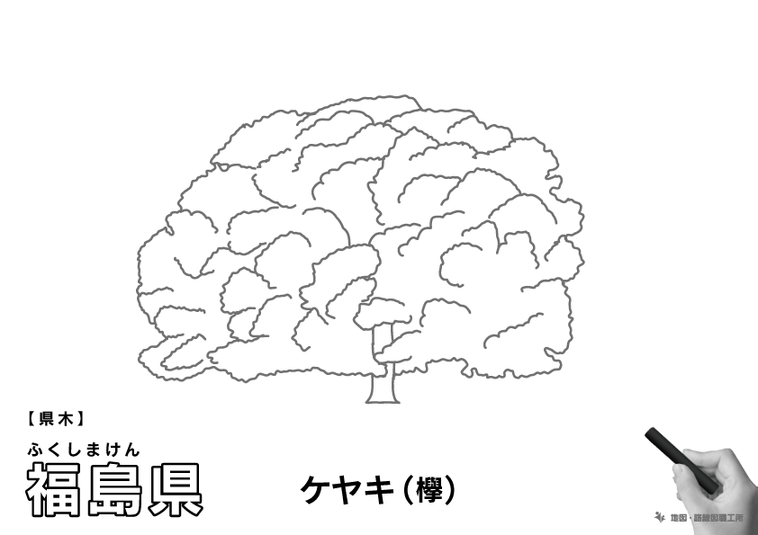 県木 福島県 ケヤキ(欅)のイラスト・ぬりえ