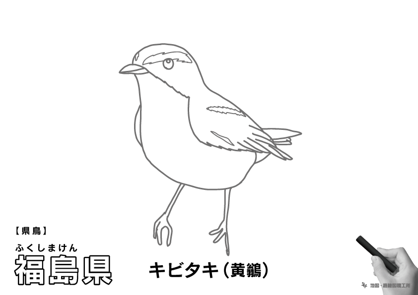 県鳥 福島県 キビタキ(黄鶲)のイラスト・ぬりえ