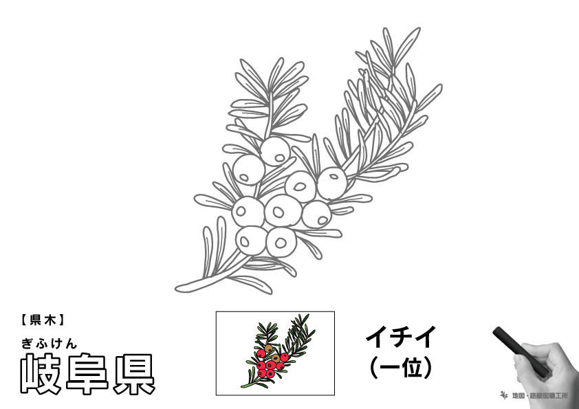 県木 岐阜県 イチイ(一位)のイラスト・ぬりえ