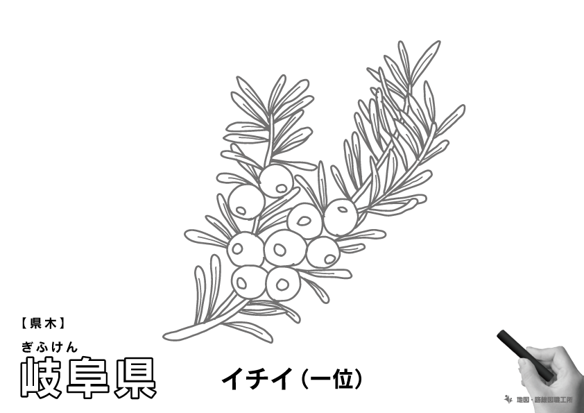 県木 岐阜県 イチイ(一位)のイラスト・ぬりえ