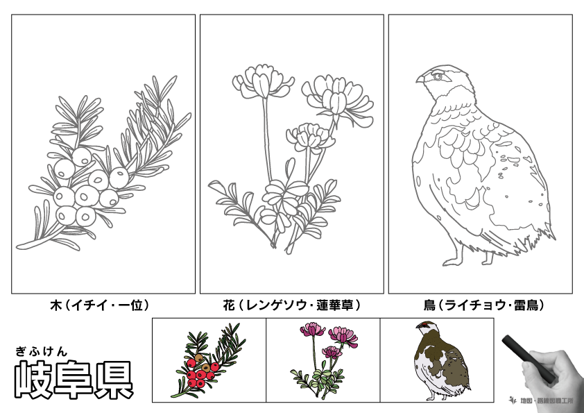 岐阜県 県木 県花 県鳥 のイラスト・ぬりえ