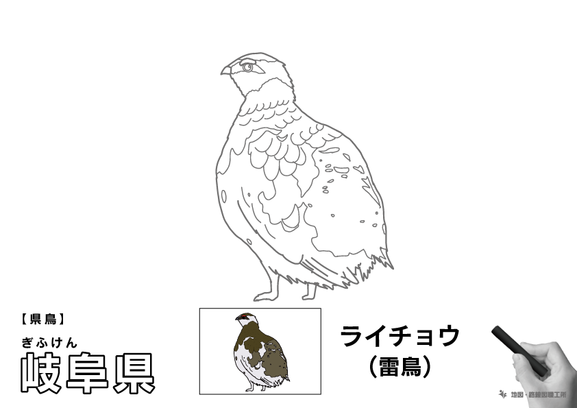県鳥 岐阜県 ライチョウ(雷鳥)のイラスト・ぬりえ