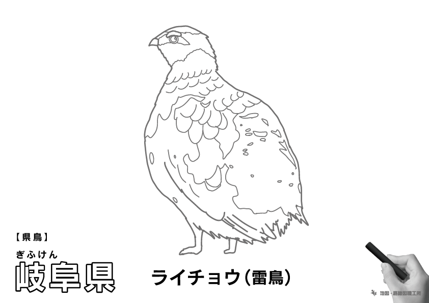県鳥 岐阜県 ライチョウ(雷鳥)のイラスト・ぬりえ