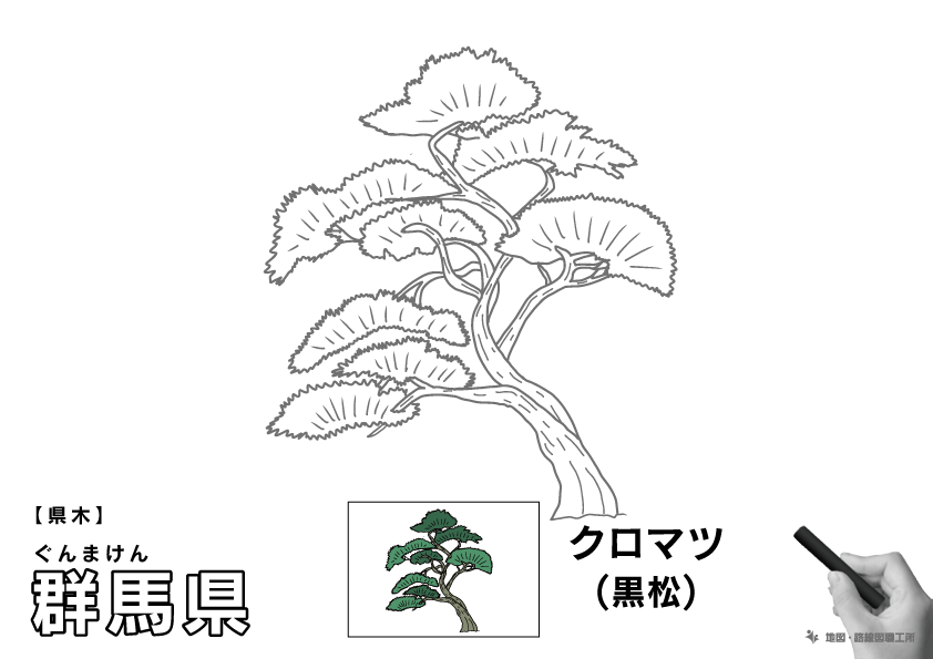 県木 群馬県 クロマツ(黒松)のイラスト・ぬりえ