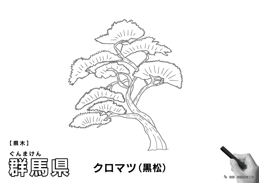 県木 群馬県 クロマツ(黒松)のイラスト・ぬりえ